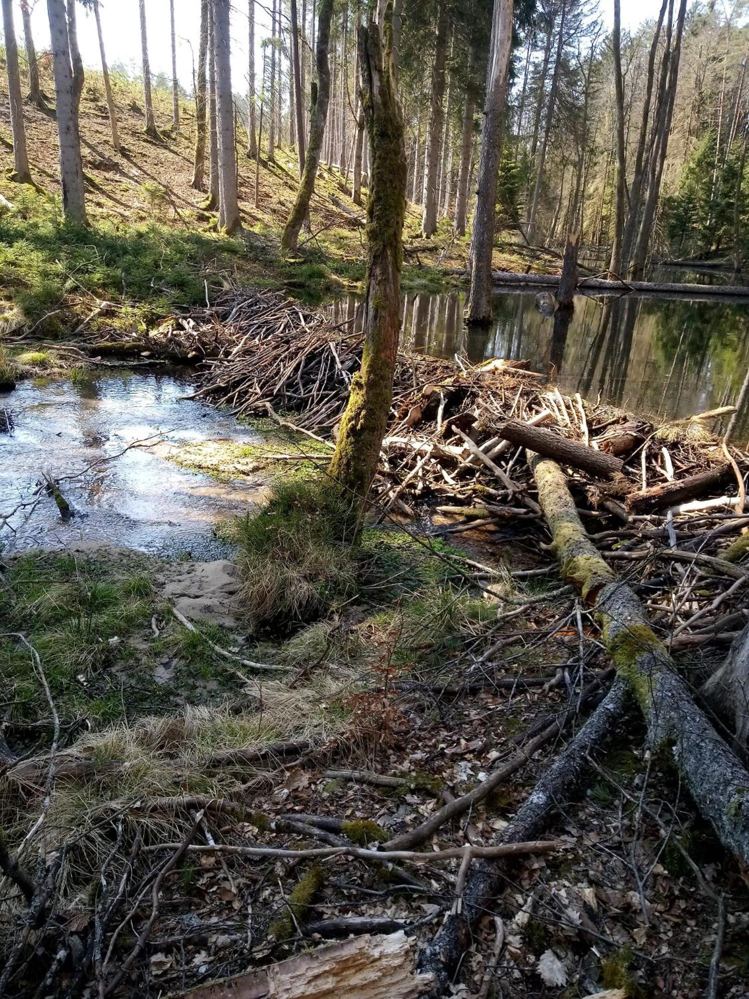 Domek Na Kaszubach, Borowy Mlyn, Jezioro Gwiazda, Sauna, 3 ภายนอก รูปภาพ
